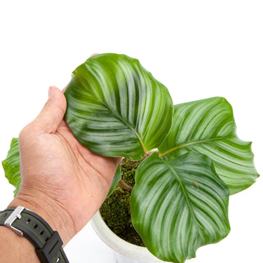 Calathea Orbifolia - Plantstop.us