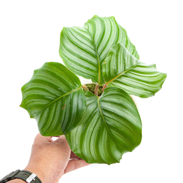 Calathea Orbifolia - Plantstop.us