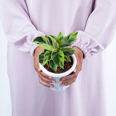 Calathea Yellow Fusion - Plantstop.us