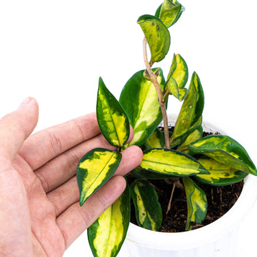 Hoya Carnosa Tricolour