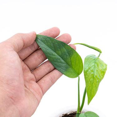 Epipremnum Pinnatum Cebu Blue - Plantstop.us