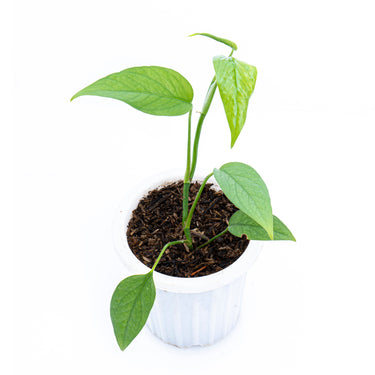Epipremnum Pinnatum Cebu Blue - Plantstop.us