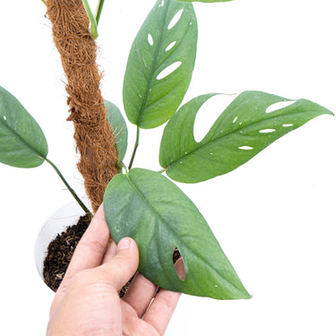 Epipremnum Pinnatum Cebu Blue - Mature size - Plantstop.us