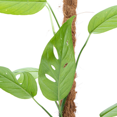 Epipremnum Pinnatum Cebu Blue - Mature size - Plantstop.us