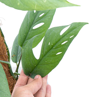 Epipremnum Pinnatum Cebu Blue - Mature size - Plantstop.us