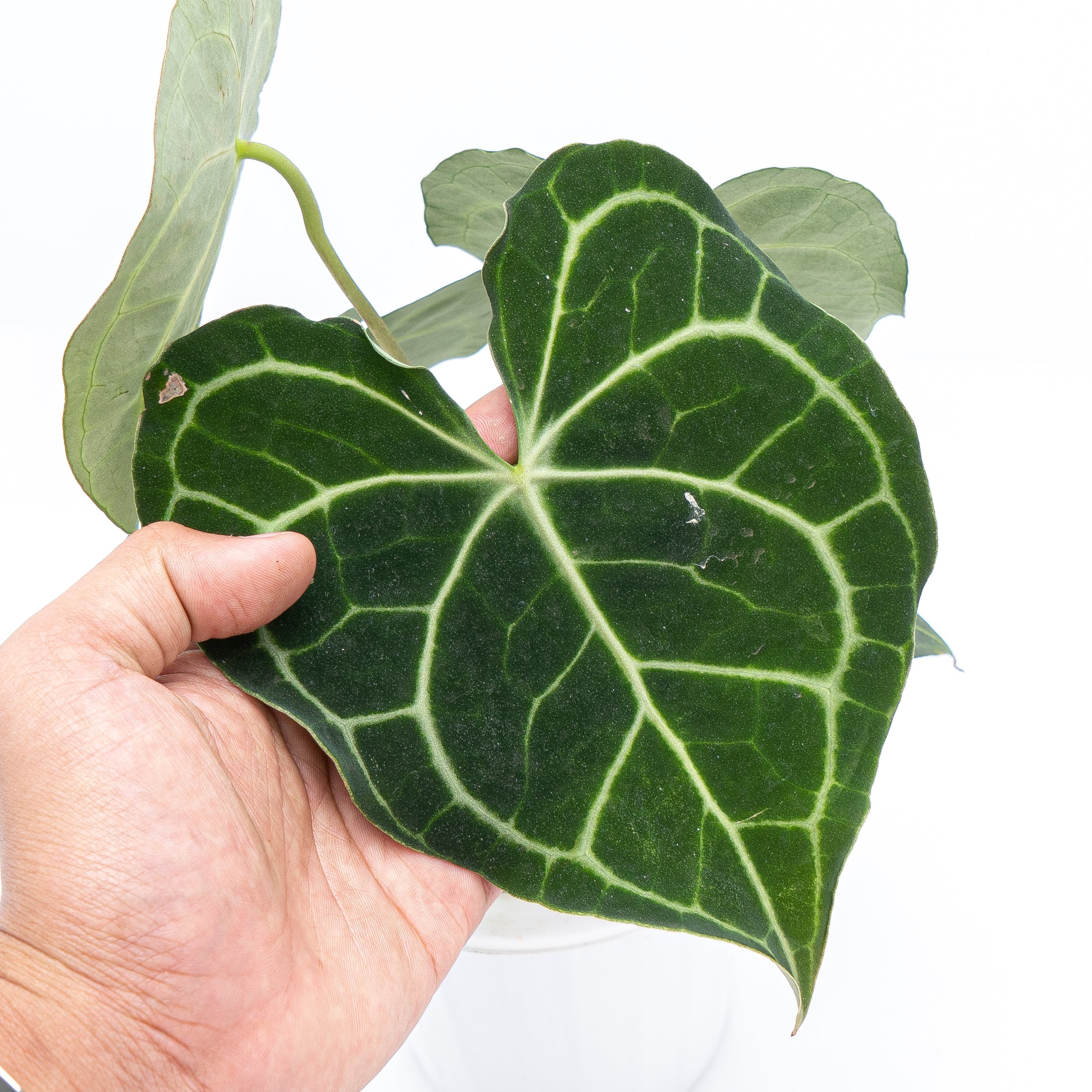 anthurium clari Anthurium Clarinervium | Anthurium Clarinervium | Bloombox Indoor and Garden Plants