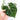 Anthurium Clarinervium