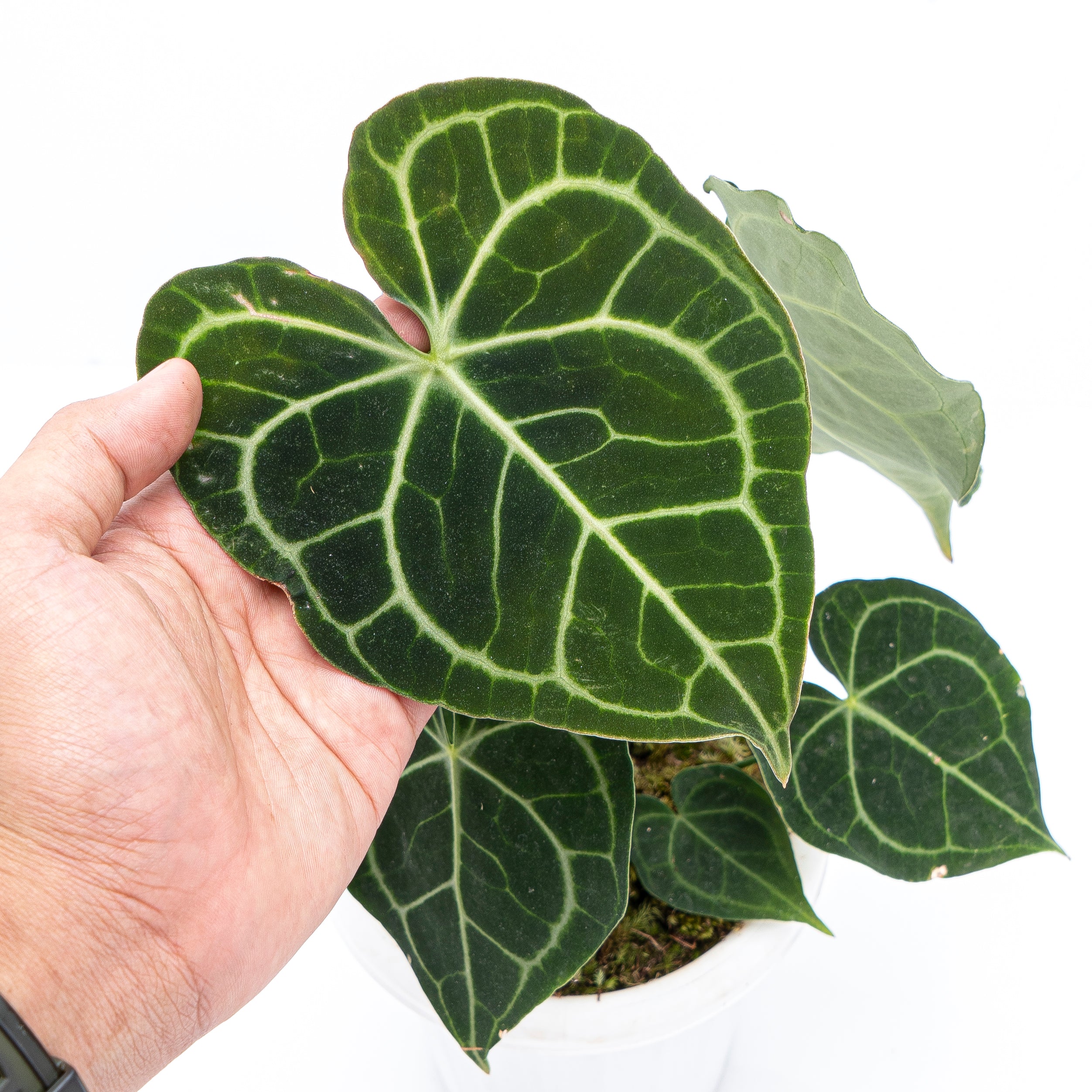 mature anthurium clarinervium Anthurium Clarinervium | Anthurium Clarinervium | Bloombox Indoor and Garden Plants