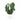 Anthurium Clarinervium