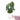 Anthurium Clarinervium