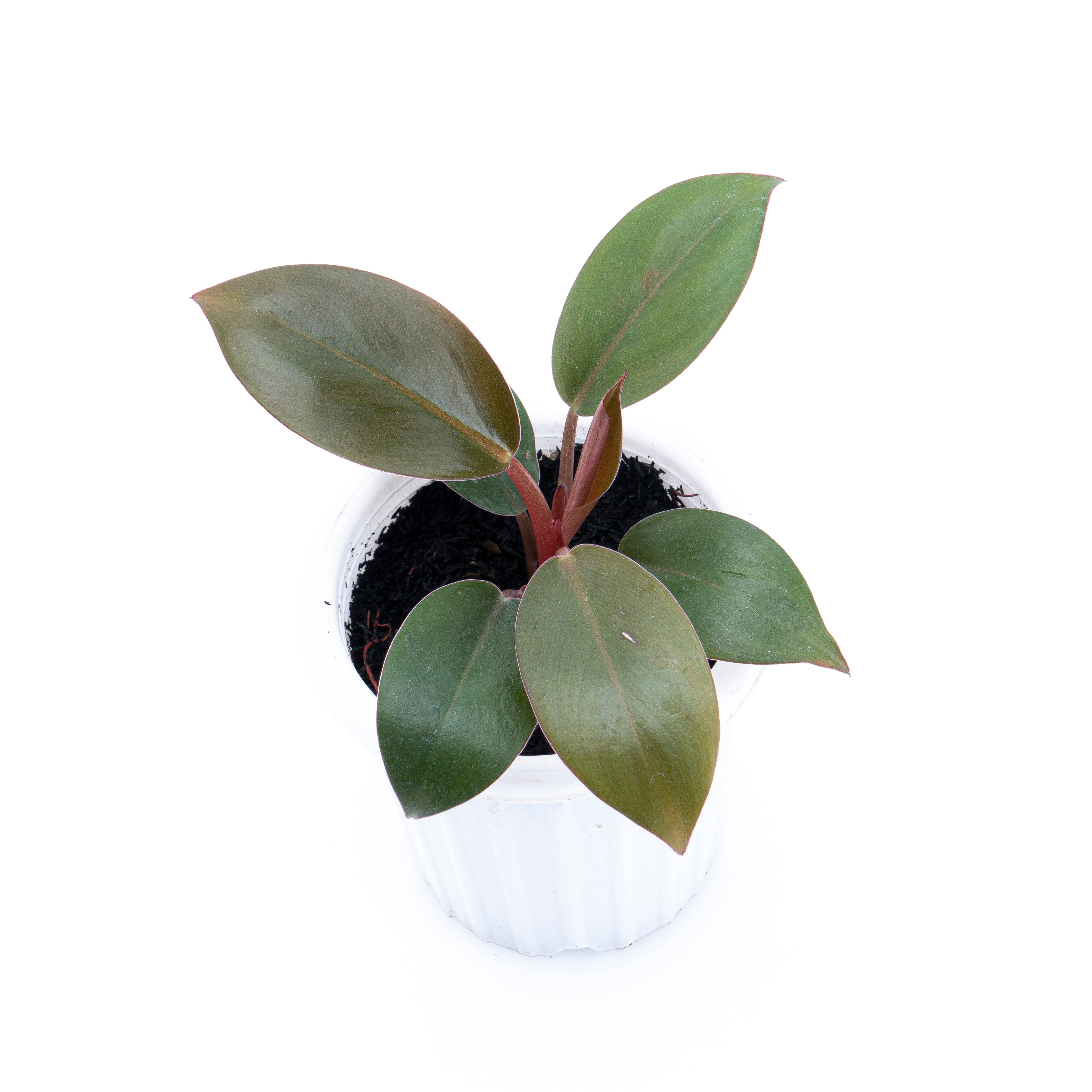 philodendron compactum Philodendron Compact Congo – Plantstop.us