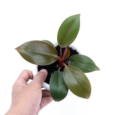 Philodendron Compact Congo