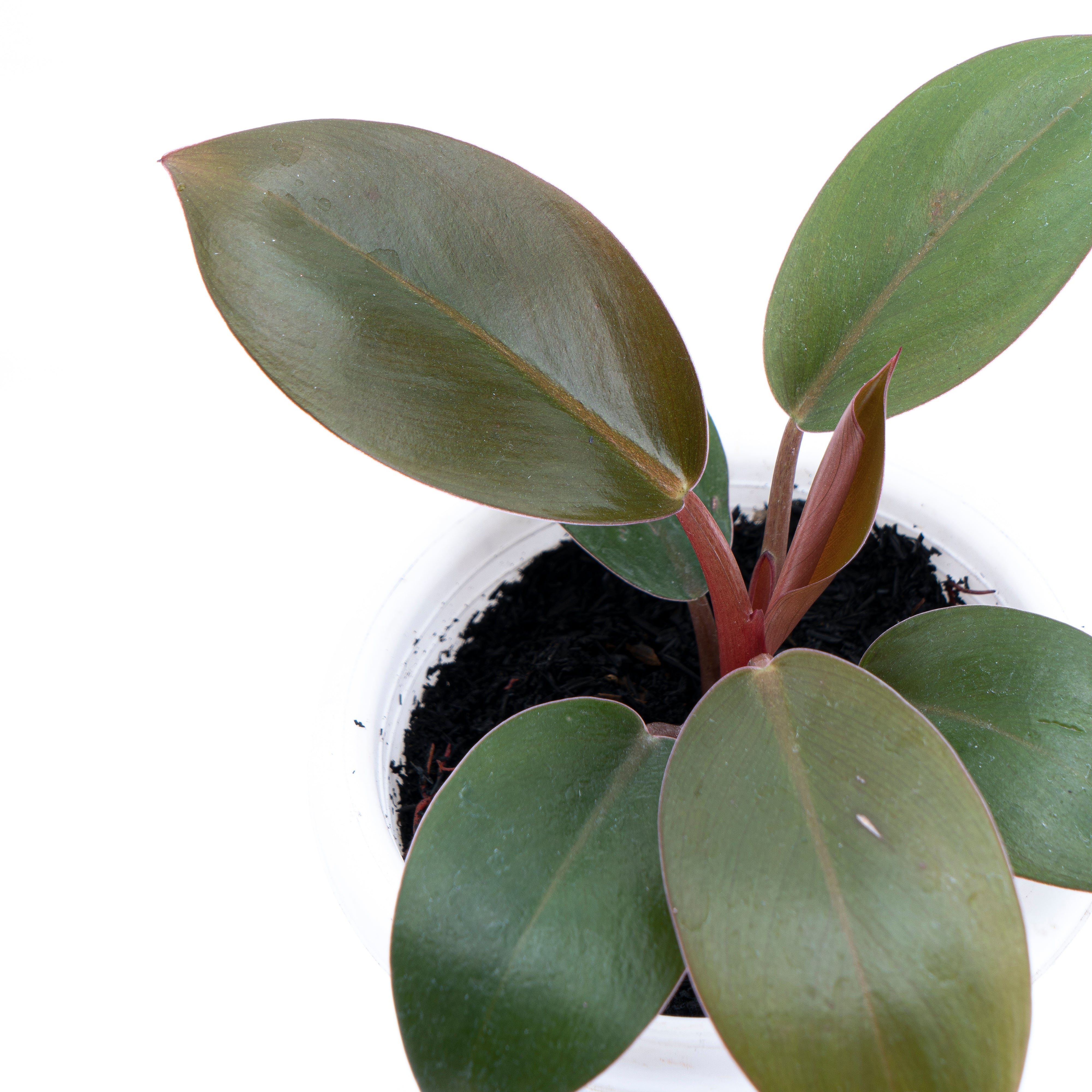 philodendron compactum Philodendron Compact Congo – Plantstop.us