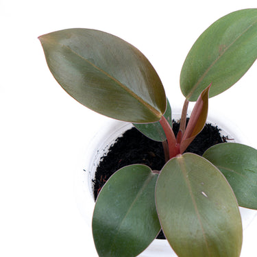 Philodendron Compact Congo