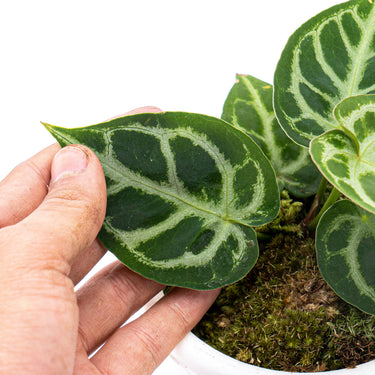 Anthurium Crystallinum Domino