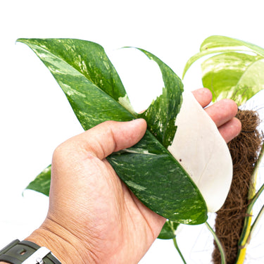 Epipremnum Pinnatum Variegated - Mature size - Plantstop.us