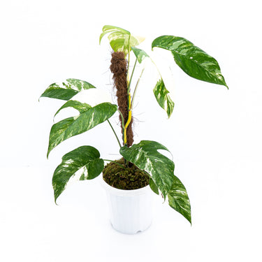 Epipremnum Pinnatum Variegated - Mature size - Plantstop.us