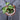 Epipremnum Aureum Snow Queen