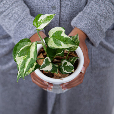 Epipremnum Aureum Snow Queen - Plantstop.us