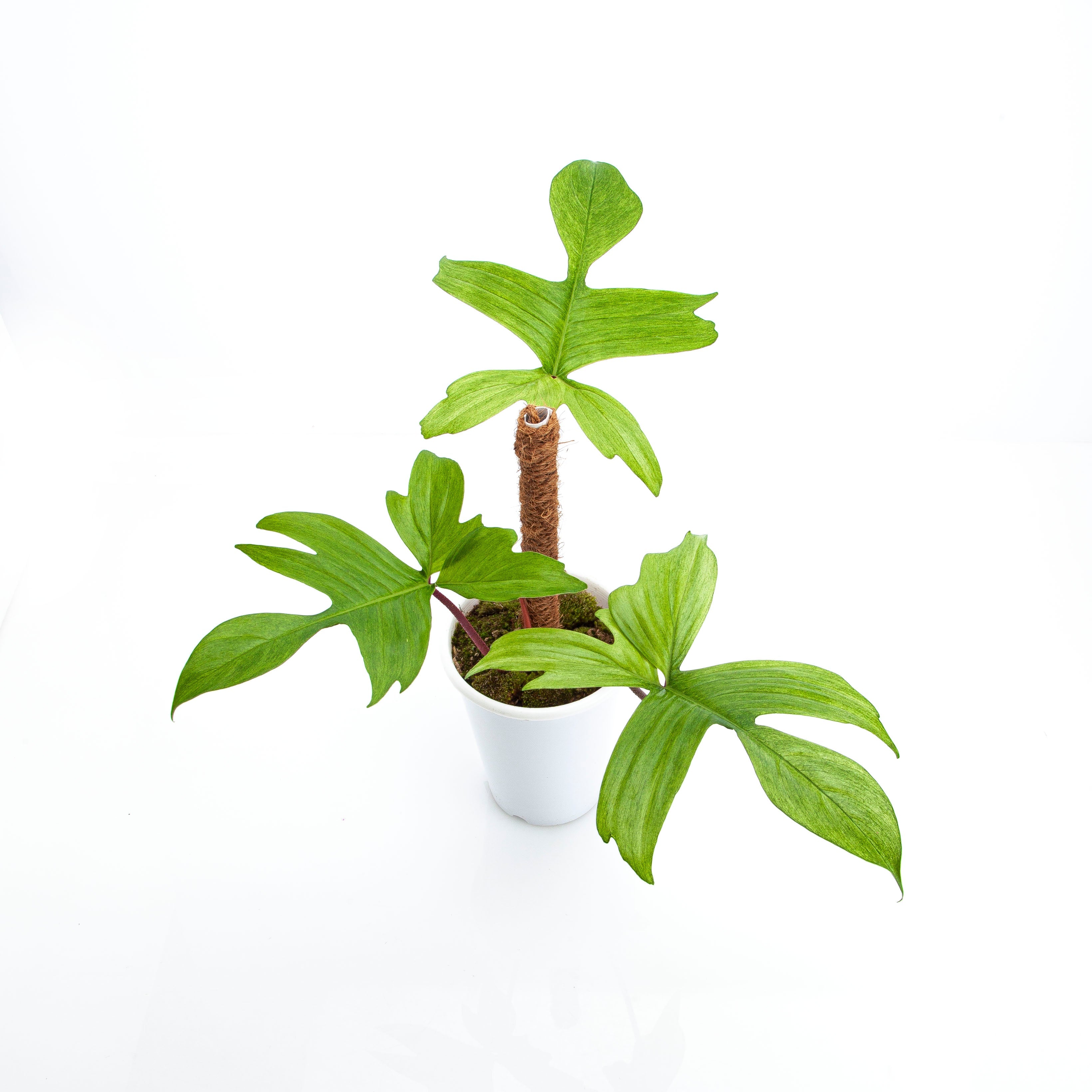 large old florida philodendron Philodendron Florida Ghost