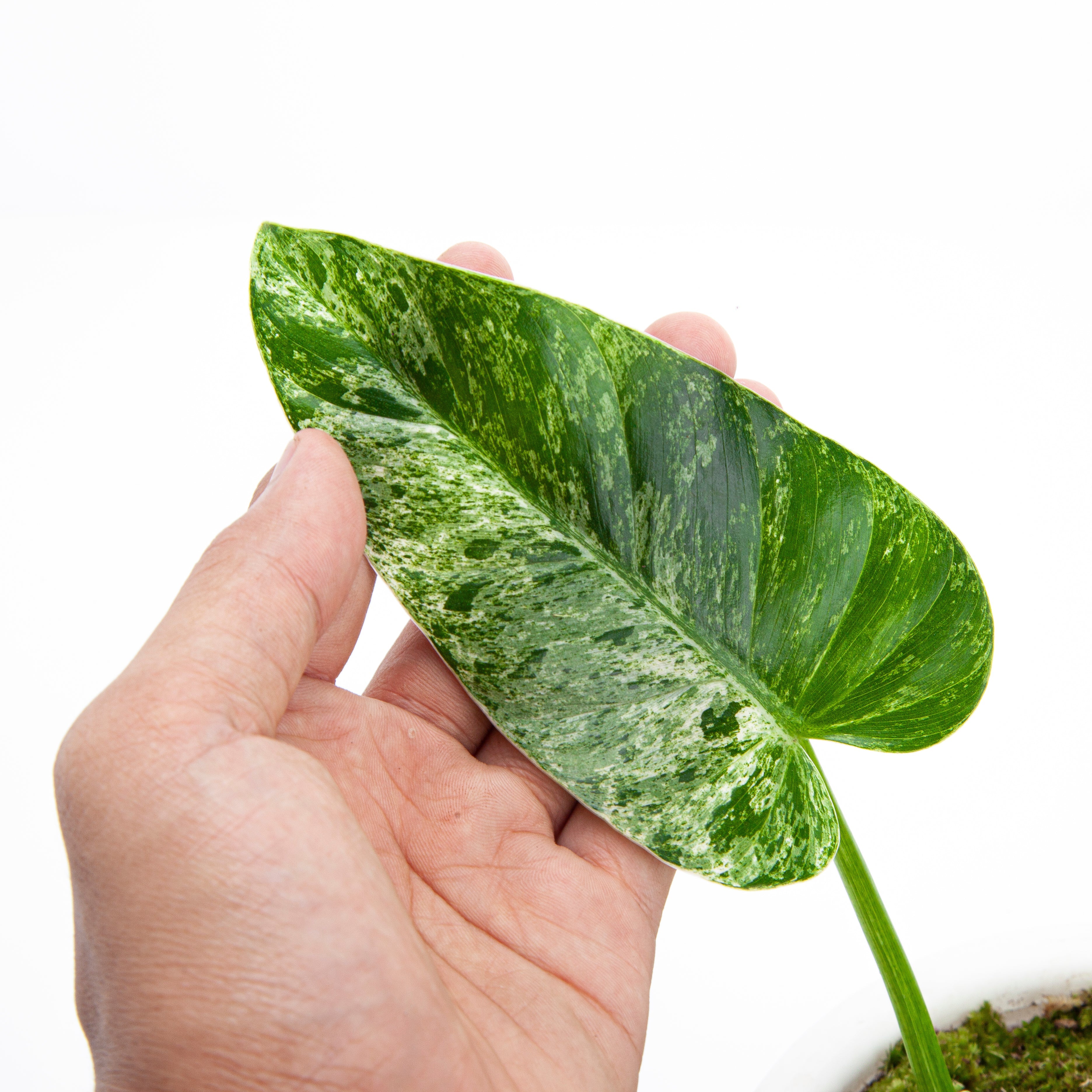 philodendron giganteum variegata Philodendron 'Giganteum' Blizzard Variegata