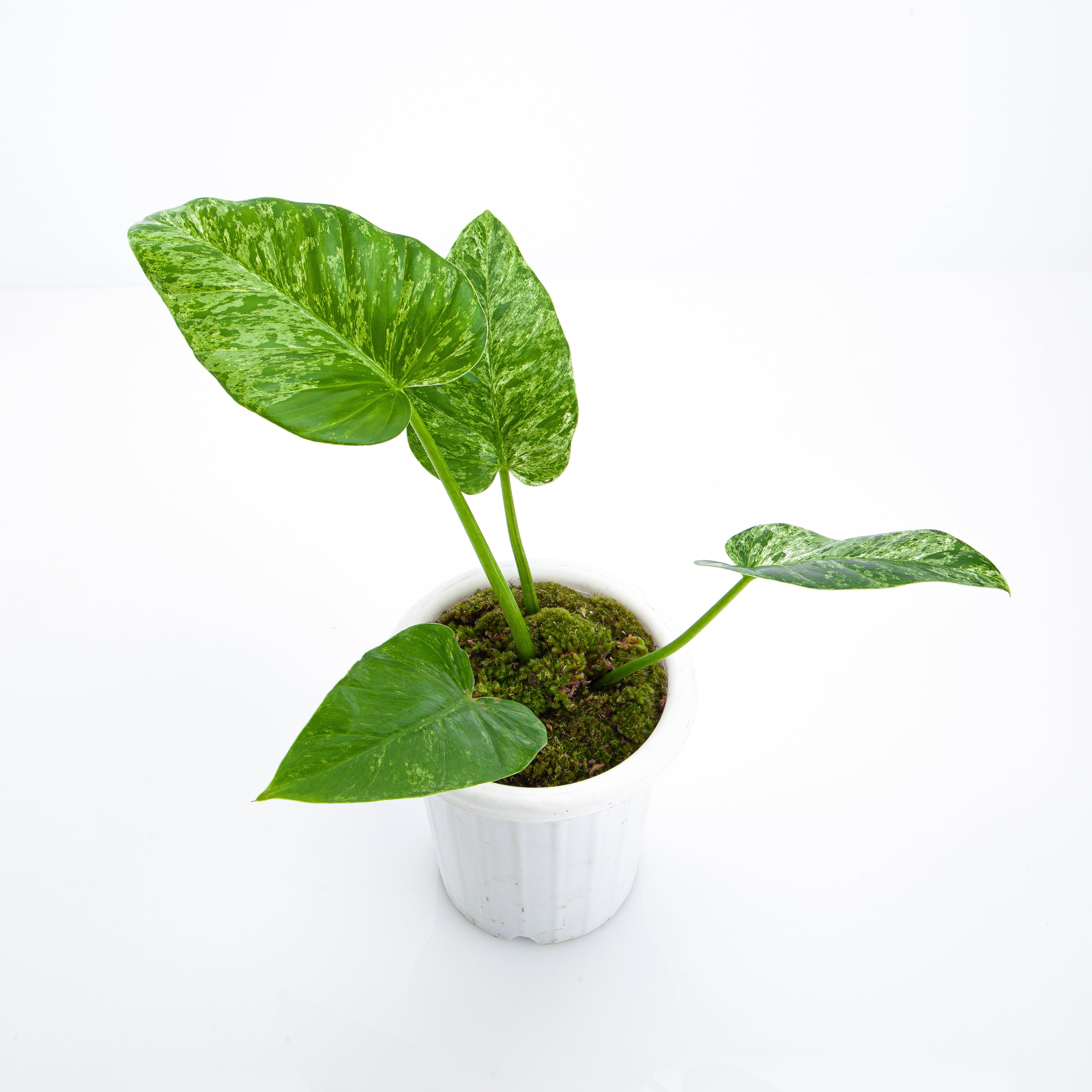 philodendron giganteum houseplant Philodendron 'Giganteum' Blizzard Variegata