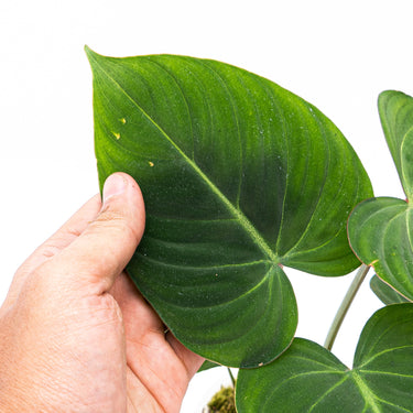 Philodendron Gloriosum