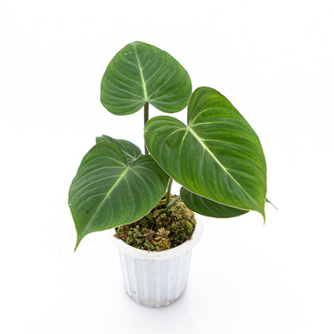 Philodendron Gloriosum