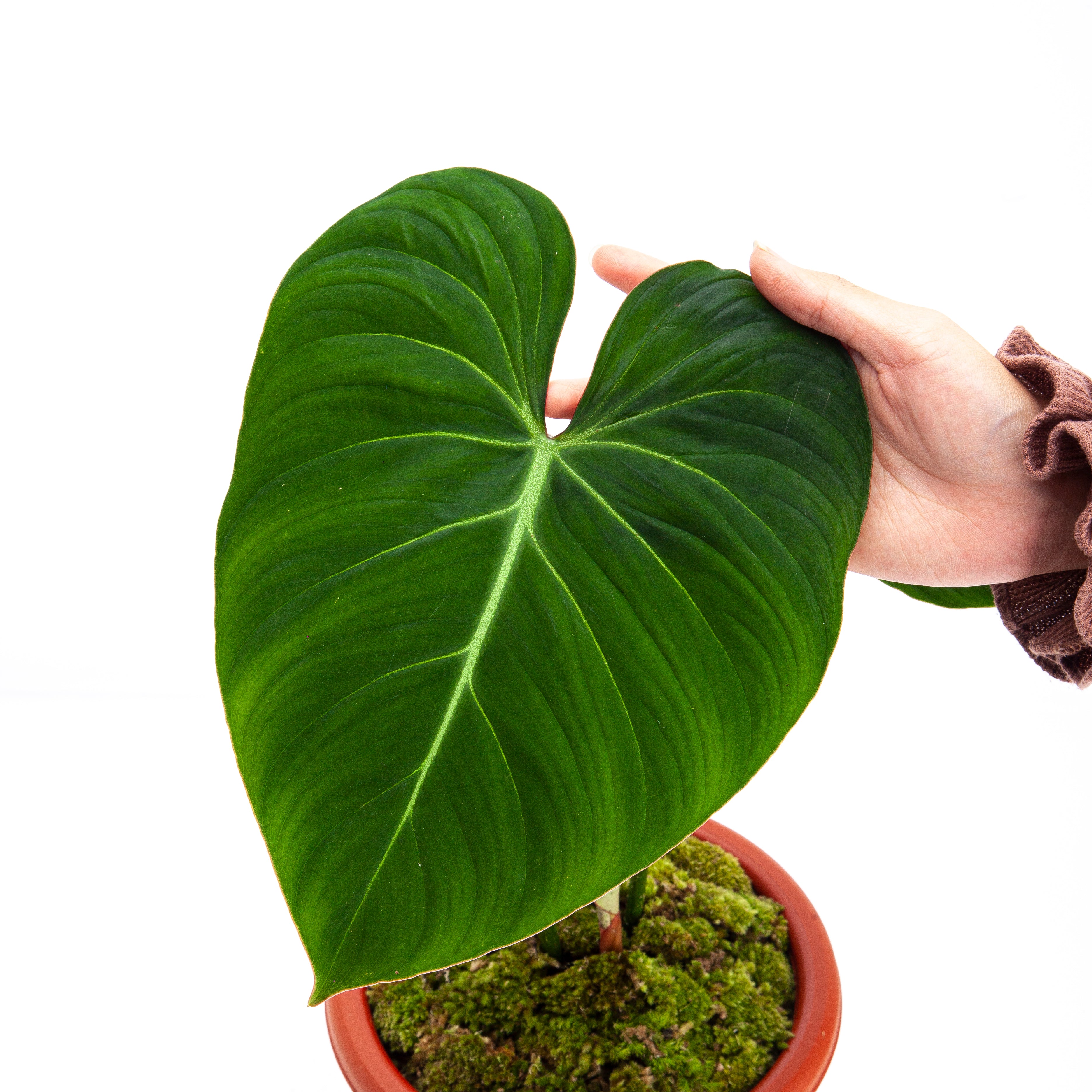 mature philodendron gloriosum Philodendron Gloriosum (1)