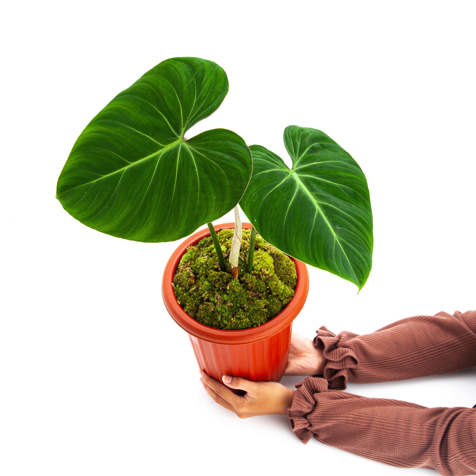 Philodendron Gloriosum