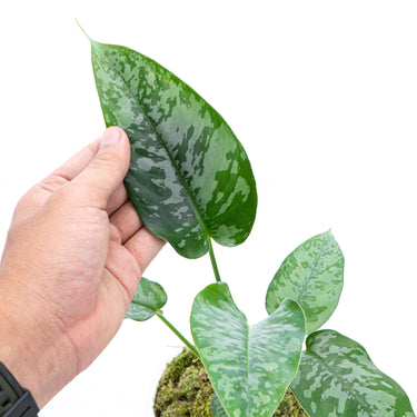 Homalomena Schicmatoglottis
