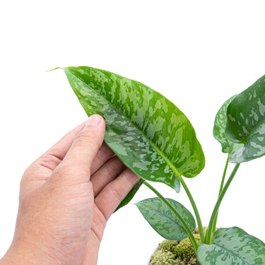 Homalomena Schicmatoglottis
