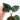 Homalomena Frog