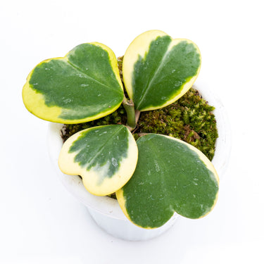 Hoya Kerri Variegated