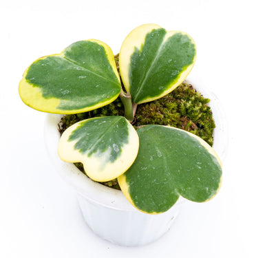 Hoya Kerri Variegated