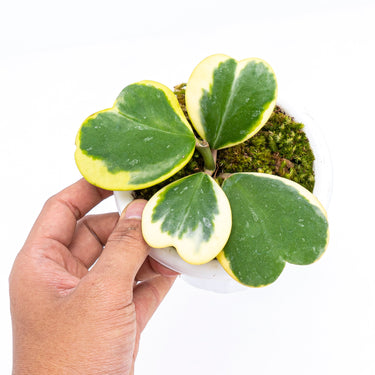Hoya Kerri Variegated