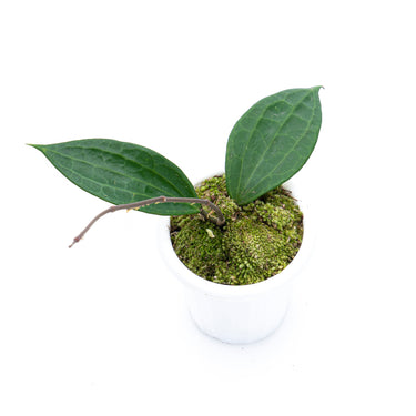 Hoya Macrophylla