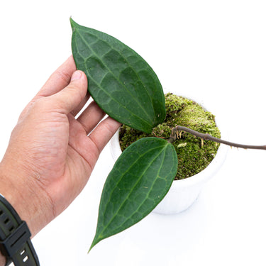 Hoya Macrophylla
