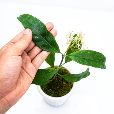 Hoya Multiflora Javanica