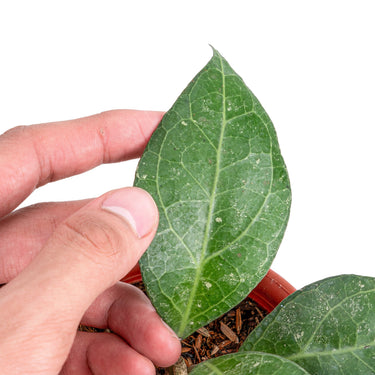 Hoya verticillata Sp. bogor