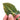 Philodendron melanochrysum variegated