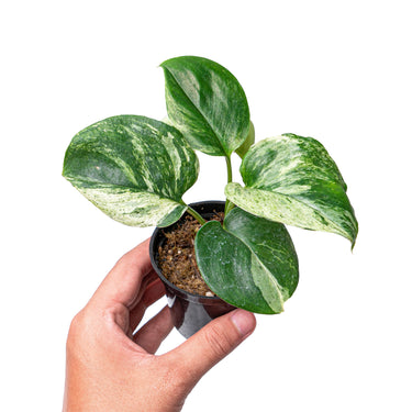 Scindapsus treubii moonlight marble variegated