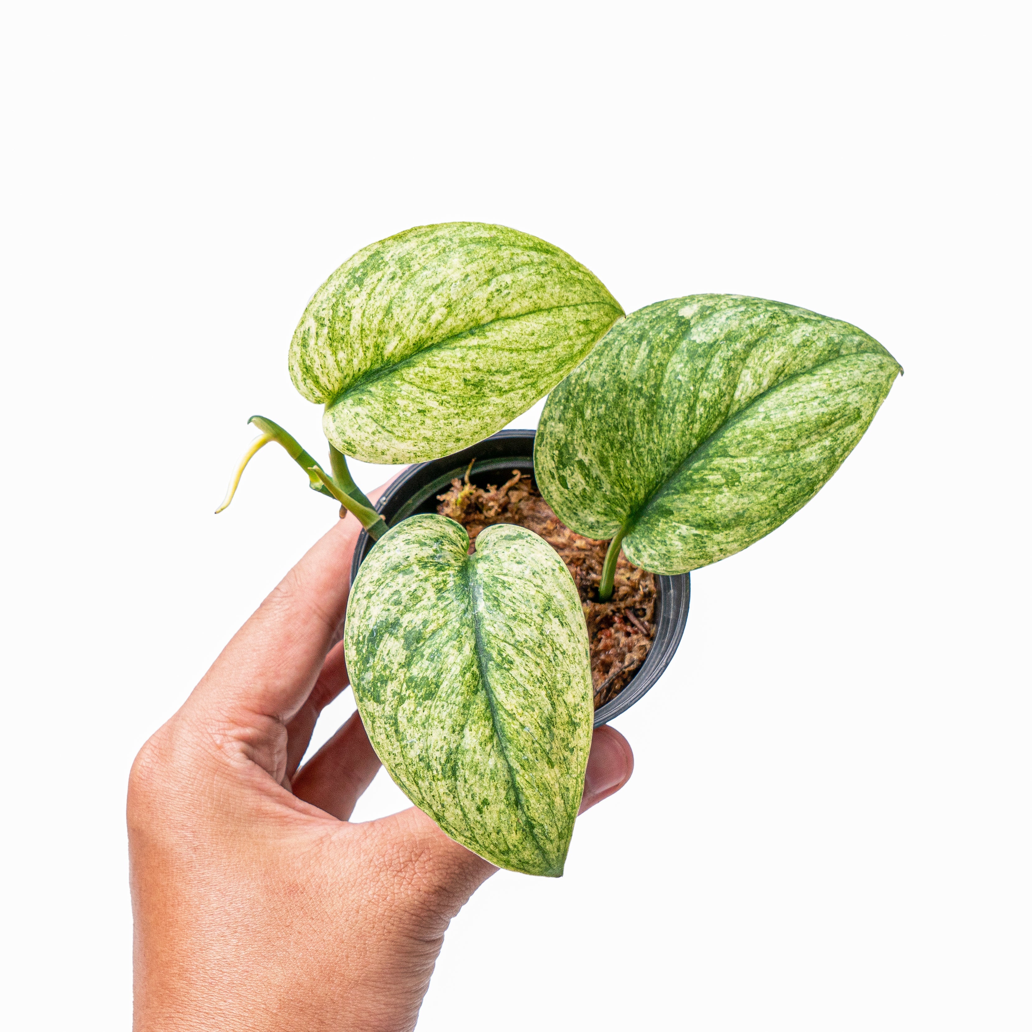 Scindapsus Variated Scindapsus exotica variegated (Fresh Import) – Plantstop.us
