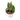 Philodendron melanochrysum variegated