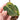 Philodendron melanochrysum variegated