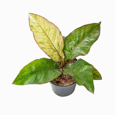 Anthurium hookeri variegated - Plantstop.us