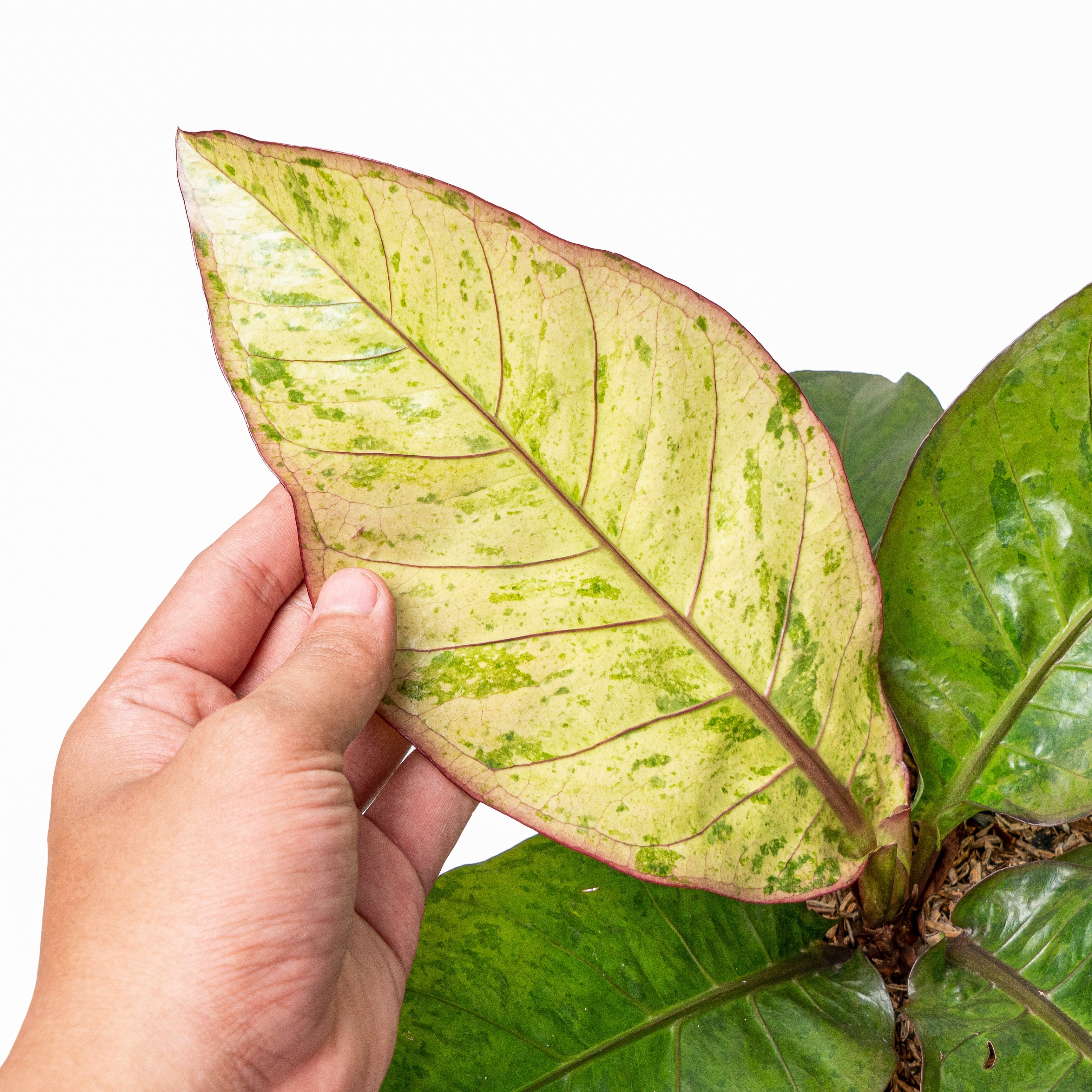 anthurium hokery Anthurium Hookeri Variegated 7