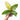 Anthurium hookeri variegated