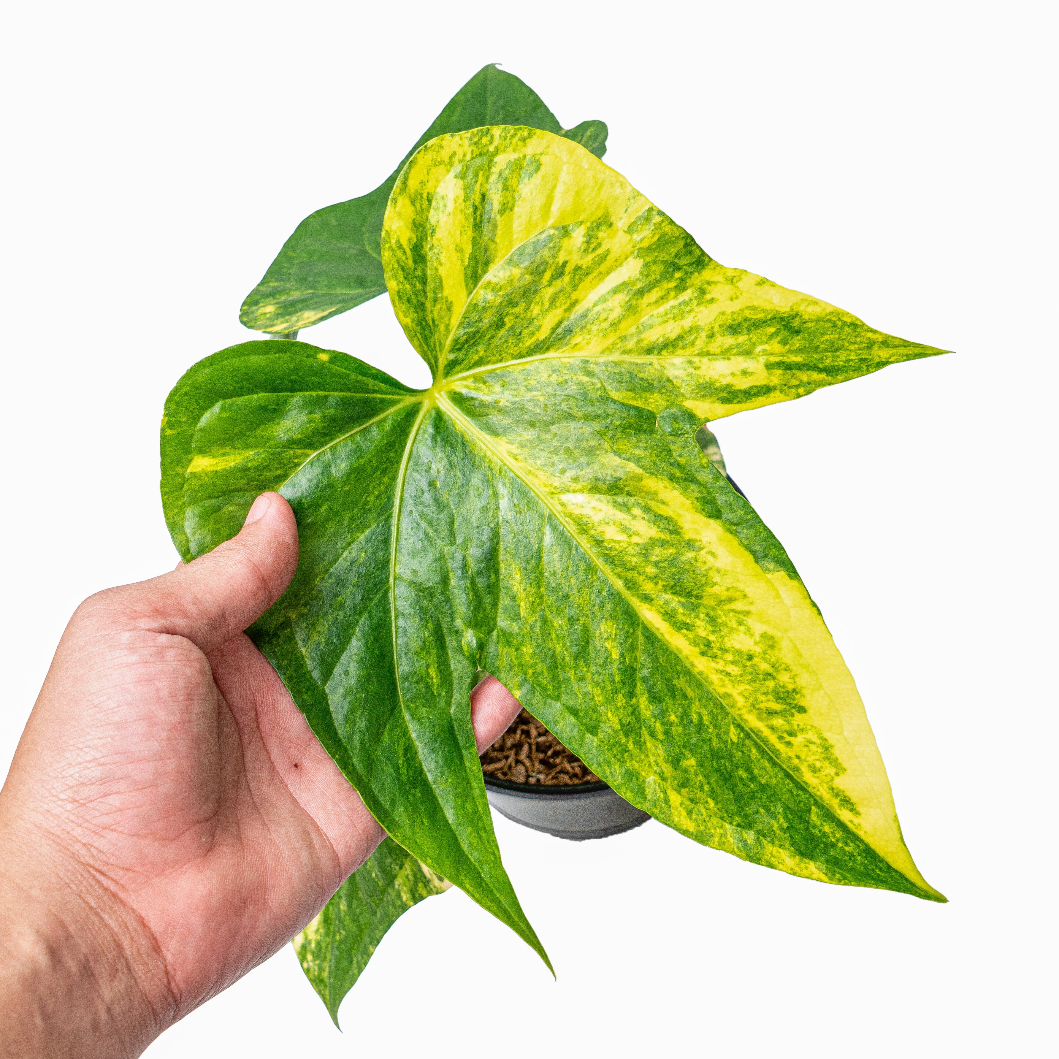 anthurium pedatoradiatum variegated Anthurium pedatoradiatum aurea variegated – Plantstop.us