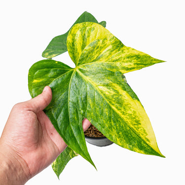Anthurium pedatoradiatum aurea variegated - Plantstop.us